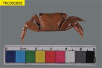 藏品(褶痕擬相手蟹)的圖片